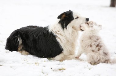 En büyüğünün ile oynayan köpek