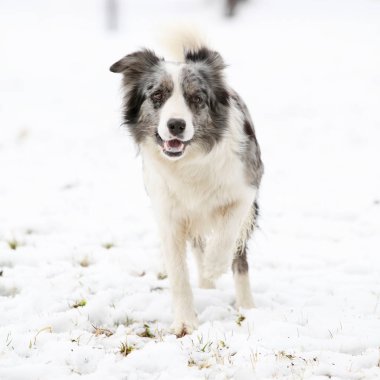 sınır collie çalışan