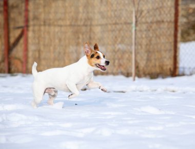 Kriko Rusya korkunç kış aylarında atlama