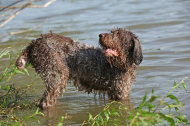 İtalyan Wire-haired işaret eden köpek su
