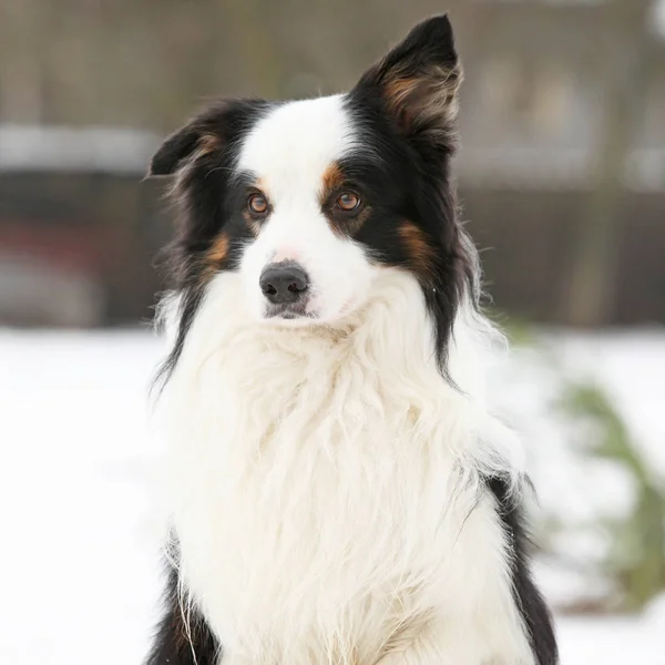Border Collie assis — Photo