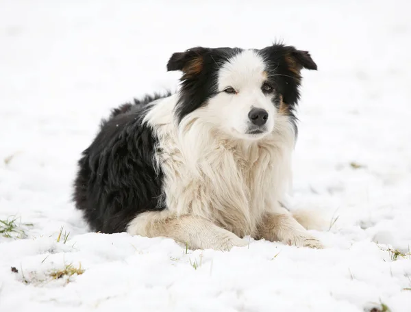 Fronteira collie no inverno — Fotografia de Stock