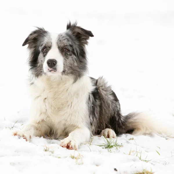 Border collie en hiver — Photo