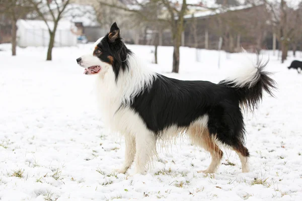 Border collie på vintern — Stockfoto