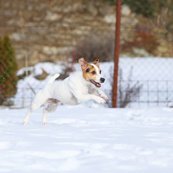 Jack russell terrier jumping in winter