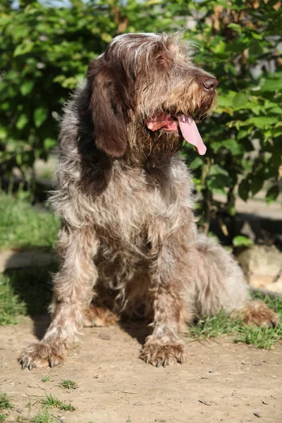 Italian Wire-haired Pointing Dog sitting in the garden — Stock Photo, Image
