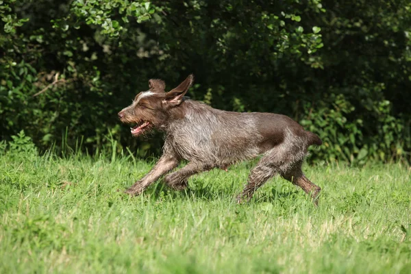 Szorstkowłosy pies wskazując biegania — Zdjęcie stockowe