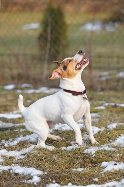 Jack Russell terrier que se move no inverno — Fotografia de Stock