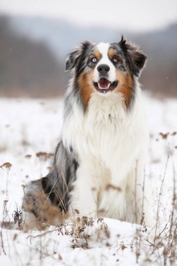 Kışın şaşırtıcı Avustralyalı çoban