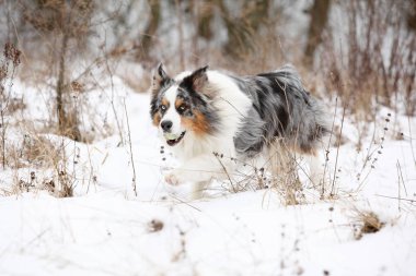 Kışın hareketli Avustralya çoban köpeği