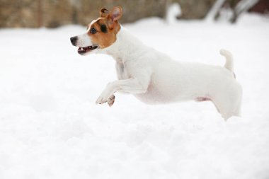 Kriko Rusya korkunç kış aylarında atlama