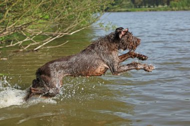 Yaz aylarında İtalyan Kırçıl işaret eden köpek