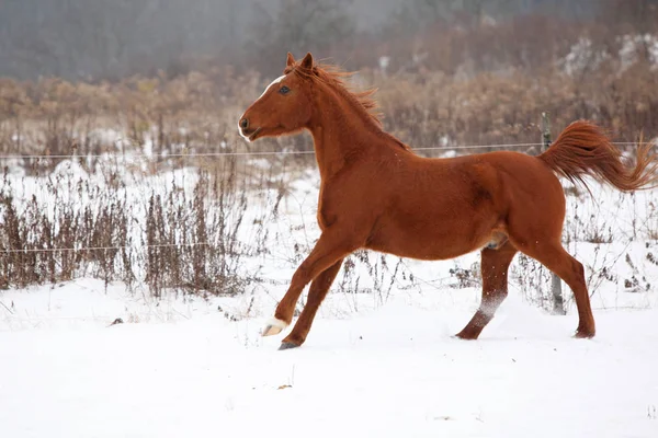 Bonito caballo castaño corriendo en invierno — Foto de Stock