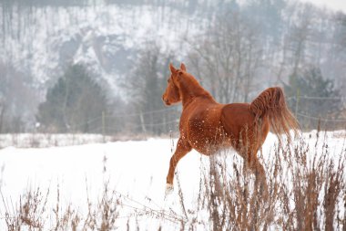 Kışın çalışan güzel kestane at