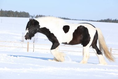 Kışın çalışan İrlandalı cob şaşırtıcı aygır