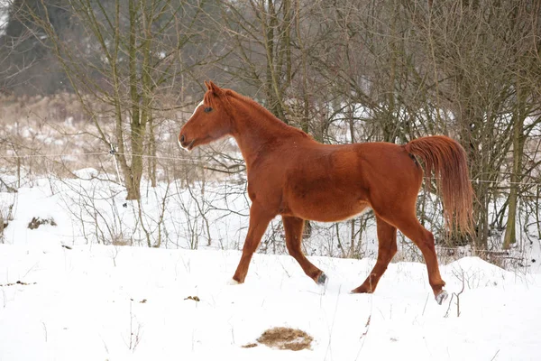 Joli cheval marron courant en hiver — Photo