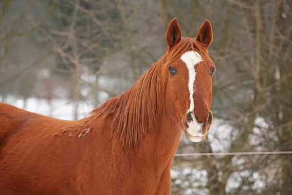 Mooi kastanje paard in de winter — Stockfoto
