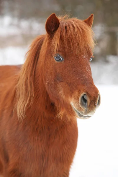 Beautiful chestnut pony in winter — Stock Photo, Image