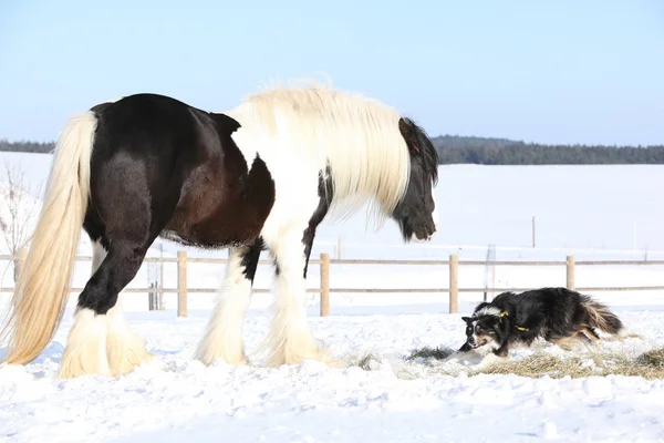 Bel confine collie giocare con un cavallo — Foto Stock