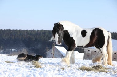 Güzel kenar kömür ocağı bir atı ile oynamak