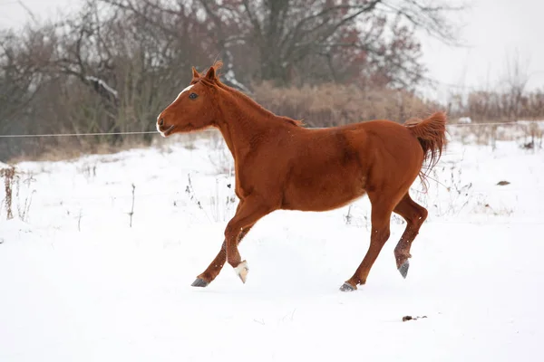 Bonito caballo castaño corriendo en invierno — Foto de Stock