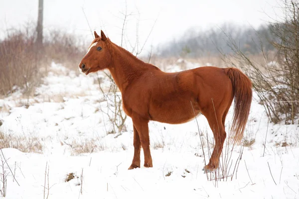 Belo cavalo castanho no inverno — Fotografia de Stock