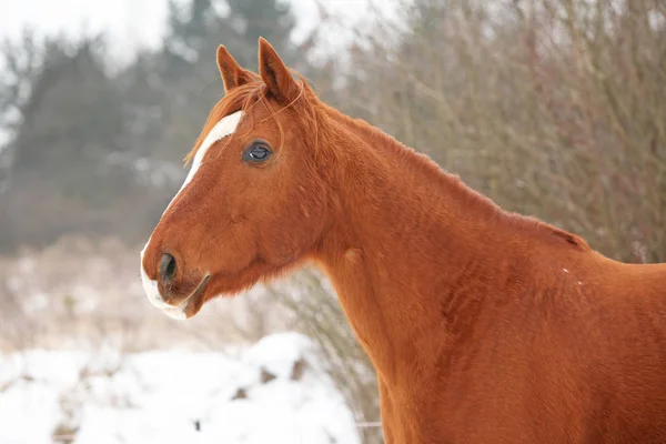 Красивая каштановая лошадь зимой — стоковое фото