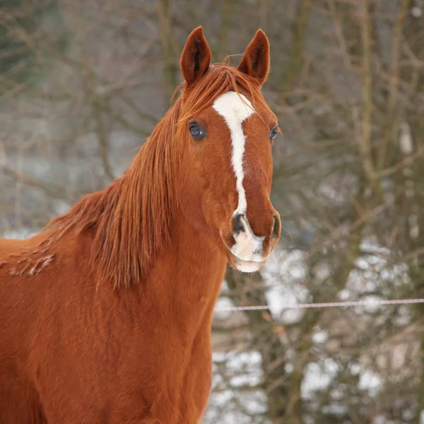 Mooi kastanje paard in de winter — Stockfoto