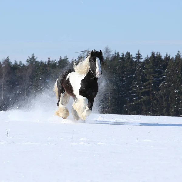 Amazing stallion of irish cob running in winter — Stock Photo, Image