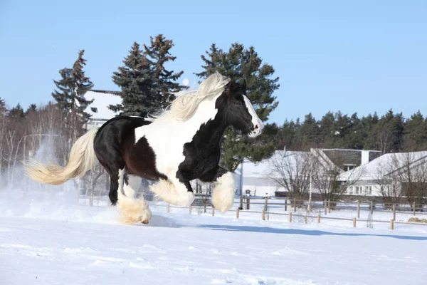 Amazing stallion of irish cob running in winter — Stock Photo, Image