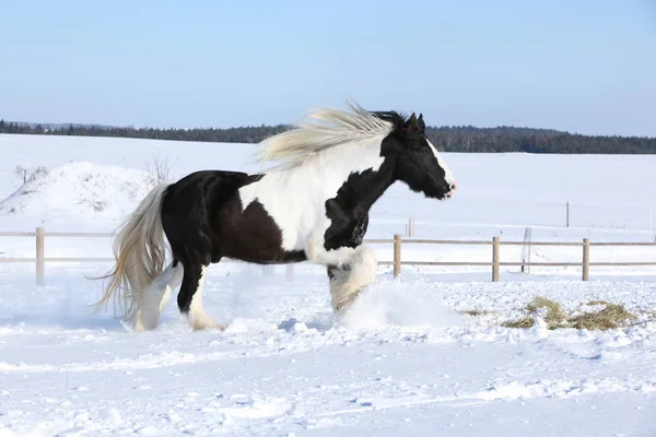 Εκπληκτικό stallion της ιρλανδικής cob τρέξιμο το χειμώνα — Φωτογραφία Αρχείου