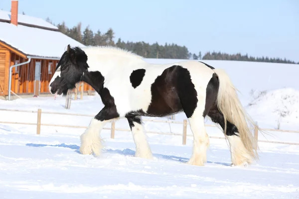 Kışın çalışan İrlandalı cob şaşırtıcı aygır — Stok fotoğraf