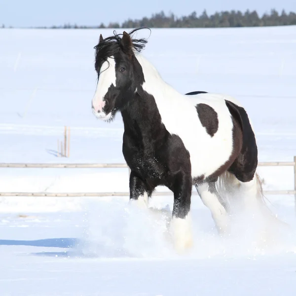 Increíble semental de mazorca irlandesa corriendo en invierno —  Fotos de Stock