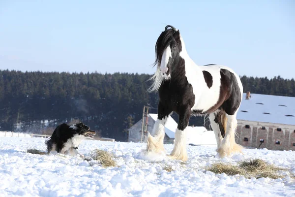 Schöner Border Collie spielt mit einem Pferd — Stockfoto