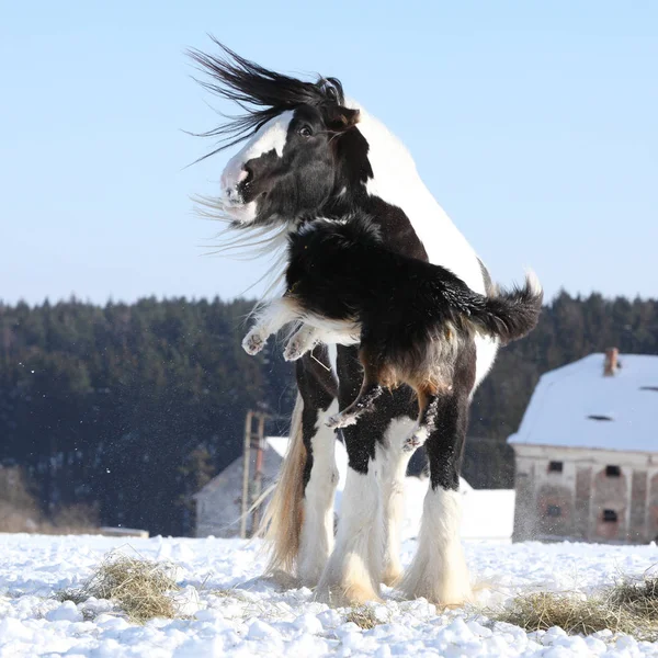 Nice border collie playing with a horse — Stock Photo, Image