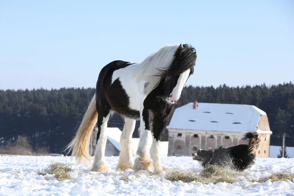 Belle frontière collie jouer avec un cheval — Photo