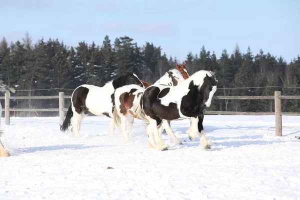 Grupo de caballos corriendo en invierno —  Fotos de Stock