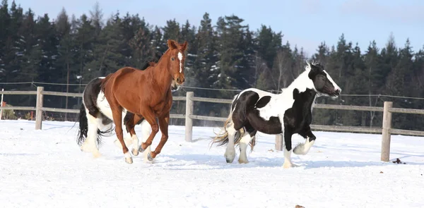 Groupe de chevaux courant en hiver — Photo