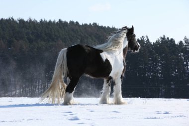 Şaşırtıcı İrlandalı cob aygır