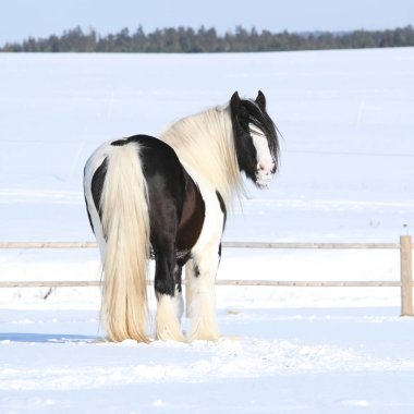 Şaşırtıcı İrlandalı cob aygır