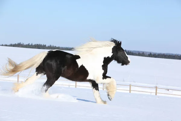 सर्दियों में चल रहे आयरिश कोब का अद्भुत घोड़ा — स्टॉक फ़ोटो, इमेज