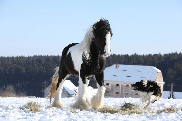 Bel confine collie giocare con un cavallo — Foto Stock