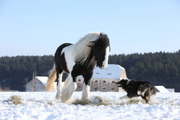 Bel confine collie giocare con un cavallo — Foto Stock