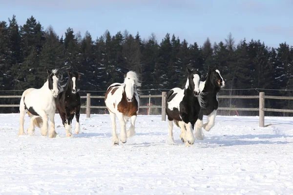 Skupina koní v zimě — Stock fotografie