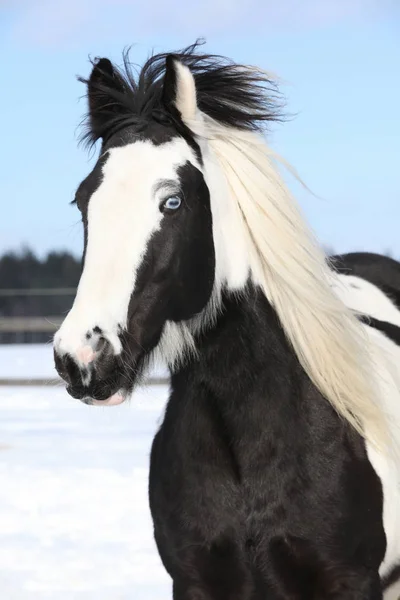 Vackra irish cob på vintern — Stockfoto