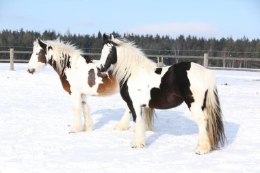 Kışın güzel İrlandalı koçanı