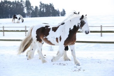 Kışın şaşırtıcı İrlandalı koçanı