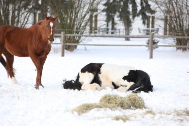 Kışın şaşırtıcı İrlandalı koçanı