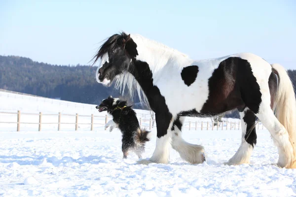 Amazing irish cob in winter — Stock Photo, Image