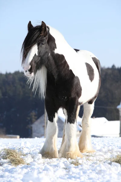 Schöner irischer Kolbenhengst im Winter — Stockfoto